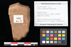 Foto (Objekt + Etikett) von Quercus palaeoilex Ettingshausen (NHMW-GEO-2024-0188-0866)